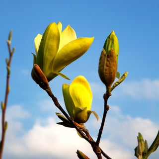 Magnolie 'Solar Flair' (Magnolia x cult.)