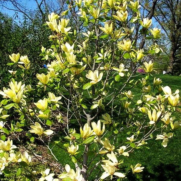 Magnolie 'Solar Flair' (Magnolia x cult.)