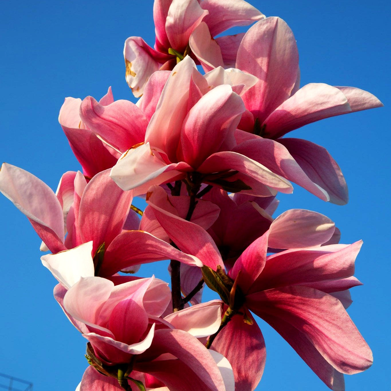 Magnolie 'Star Wars' (Magnolia x cult.)
