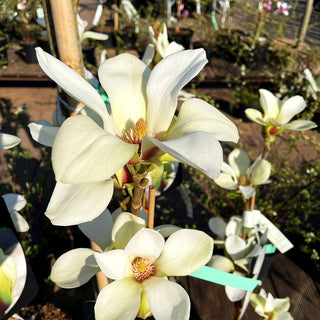 Magnolie 'Sunrise' (Magnolia x cult.)