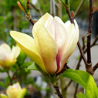 Magnolie 'Sunsation' (Magnolia x cult.)