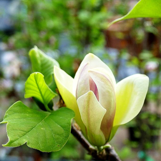 Magnolie 'Sunsation' (Magnolia x cult.)