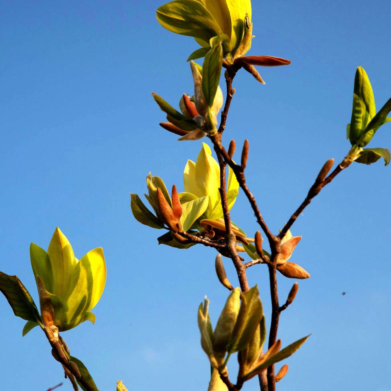 Magnolie 'Sunsation' (Magnolia x cult.)