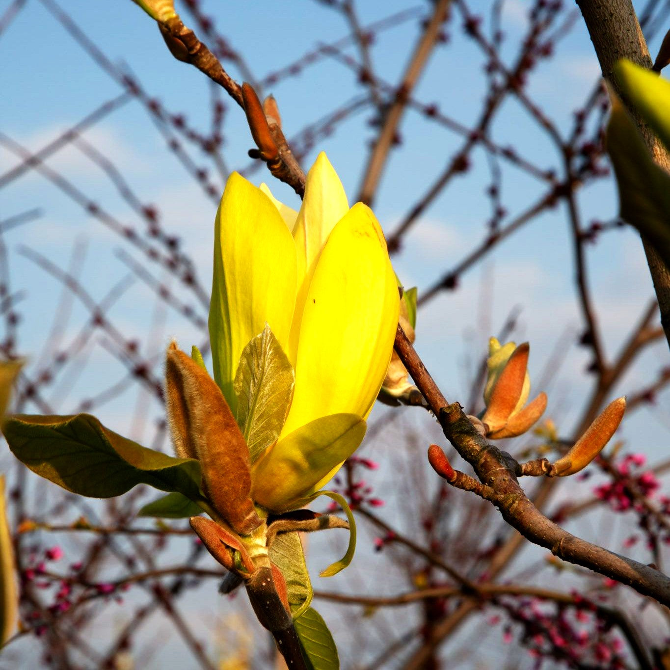 Magnolie 'Sunsation' (Magnolia x cult.)