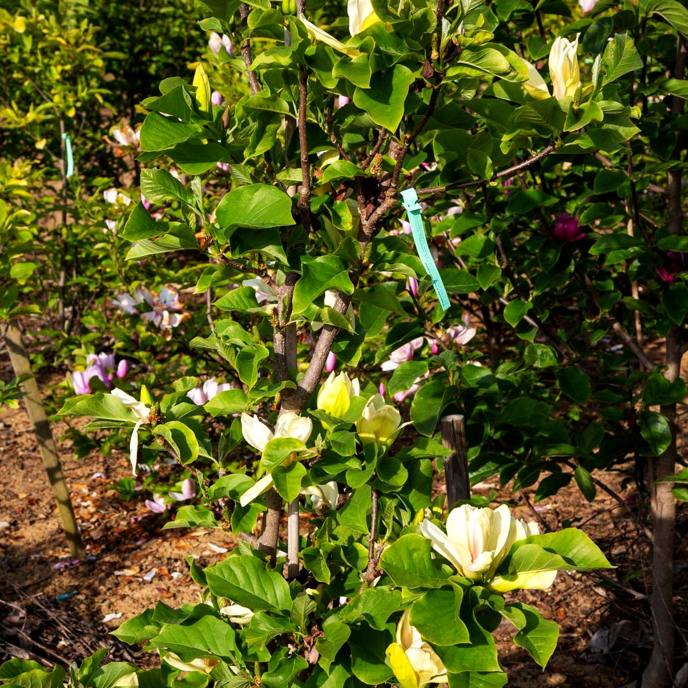 Magnolie 'Sunsation' (Magnolia x cult.)