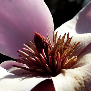 Magnolie 'Tikitere' (Magnolia x cult.)
