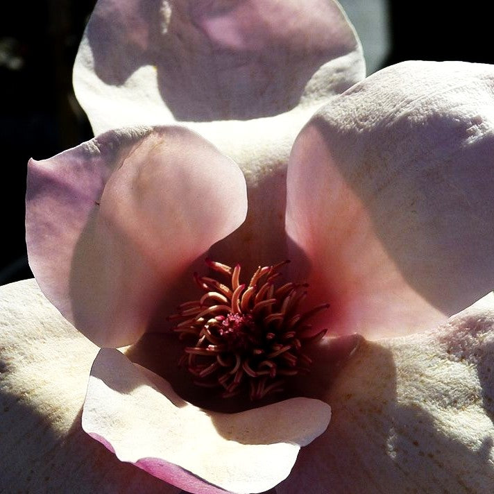 Magnolie 'Tikitere' (Magnolia x cult.)