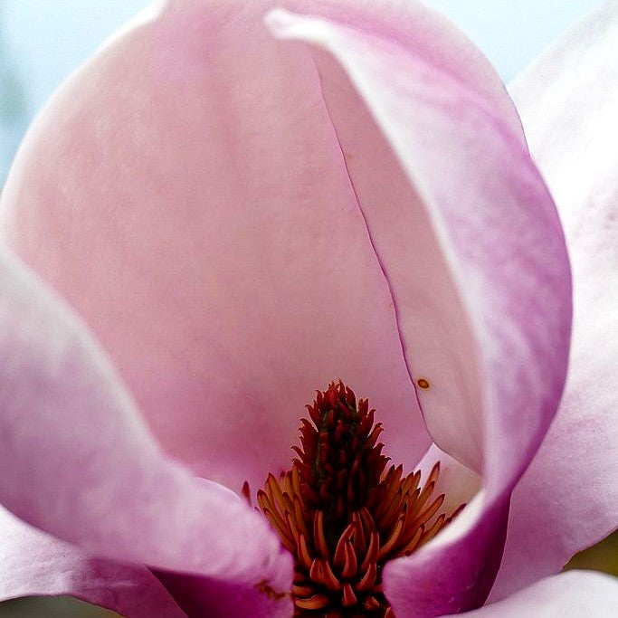 Magnolie 'Tikitere' (Magnolia x cult.)