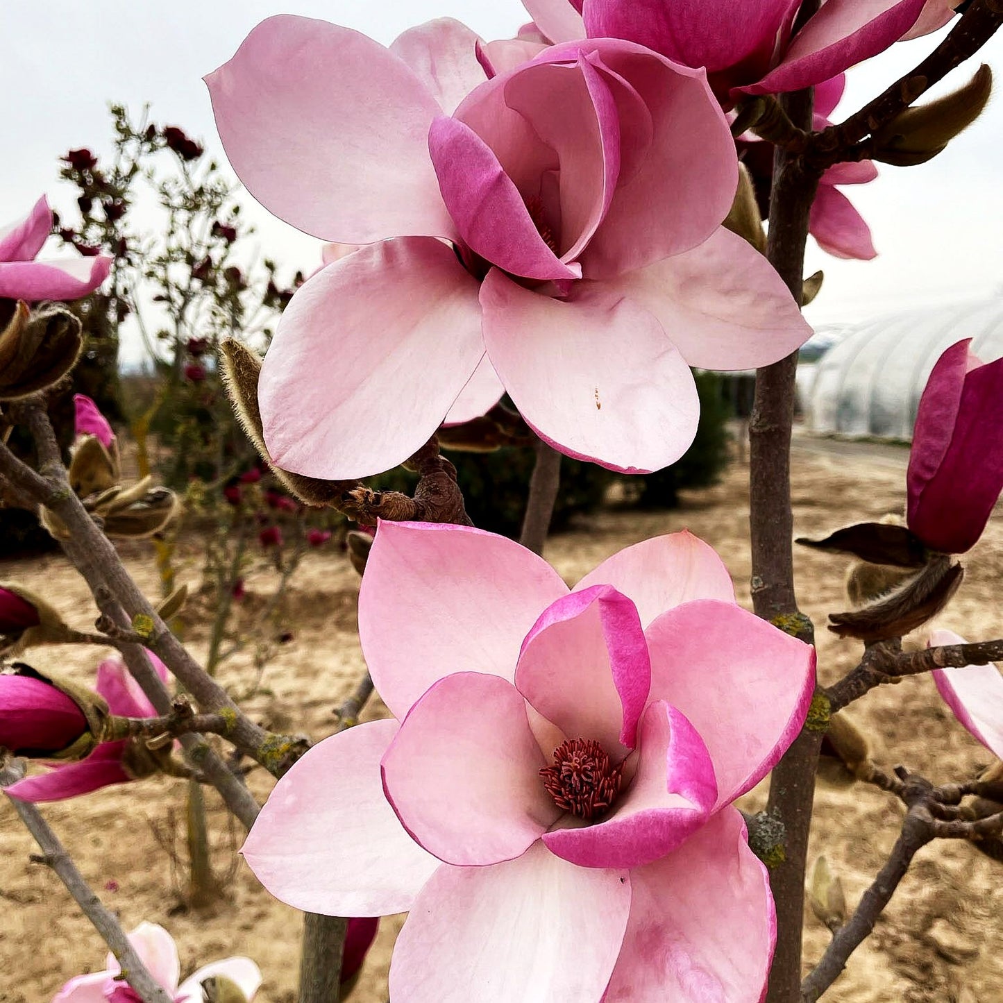 Magnolie 'Tikitere' (Magnolia x cult.)