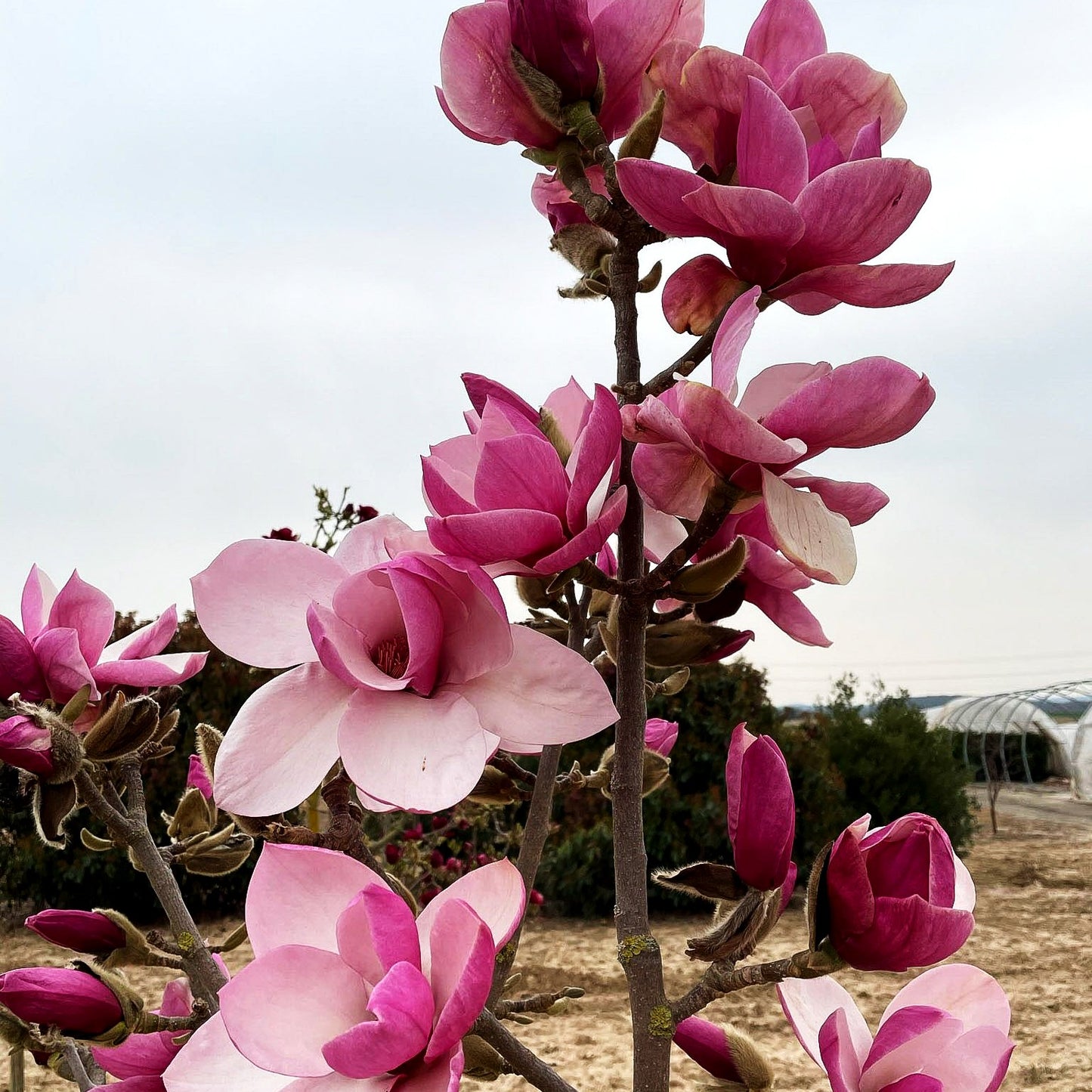 Magnolie 'Tikitere' (Magnolia x cult.)