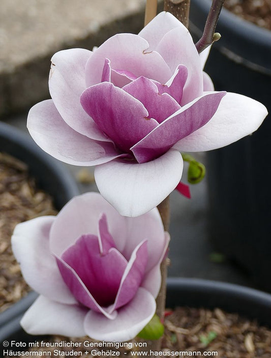 Magnolie 'Venus' (Magnolia x cult.)