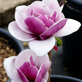 Magnolie 'Venus' (Magnolia x cult.)