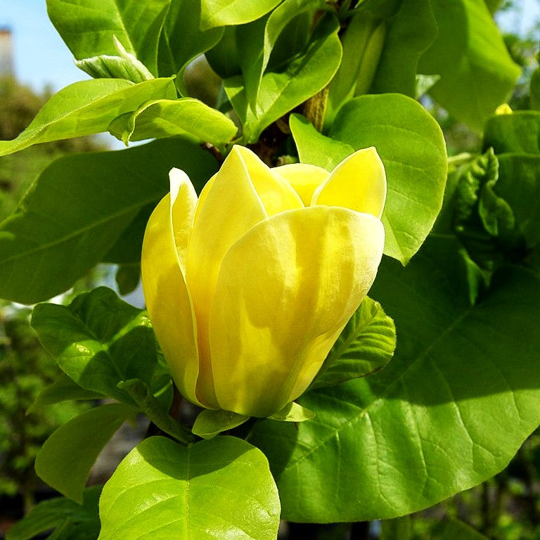 Magnolie 'Yellow Bird' (Magnolia x brooklynensis)