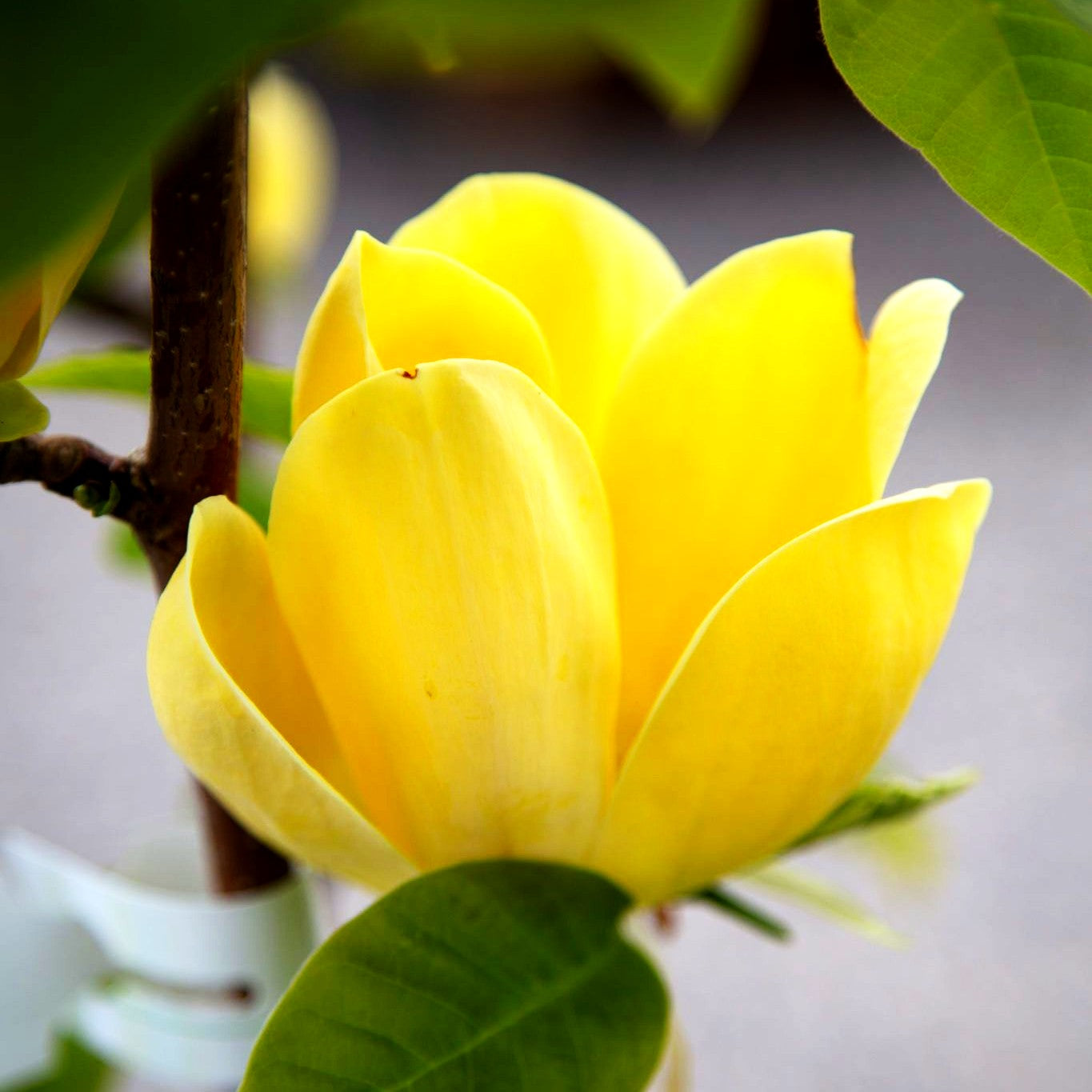 Magnolie 'Yellow Bird' (Magnolia x brooklynensis)