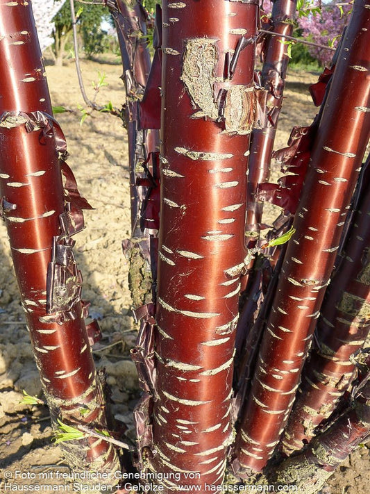 Mahagoni-Kirsche (Prunus serrula)