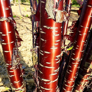 Mahagoni-Kirsche (Prunus serrula)