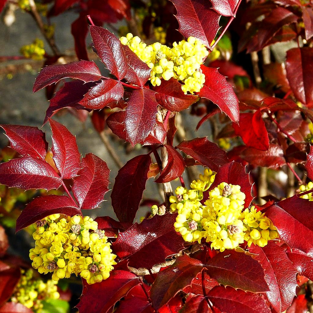Mahonie (Mahonia aquifolium)