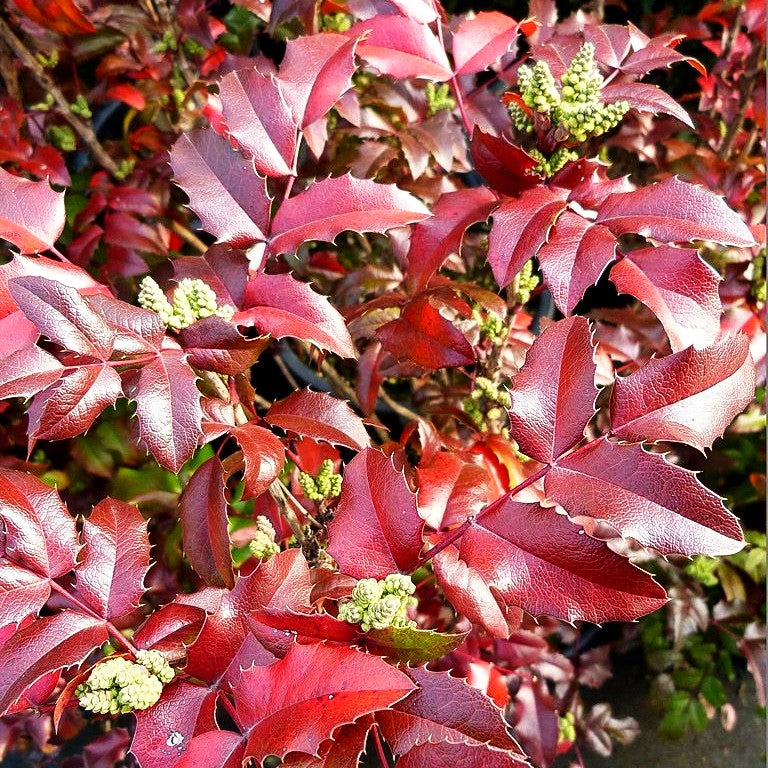 Mahonie (Mahonia aquifolium)