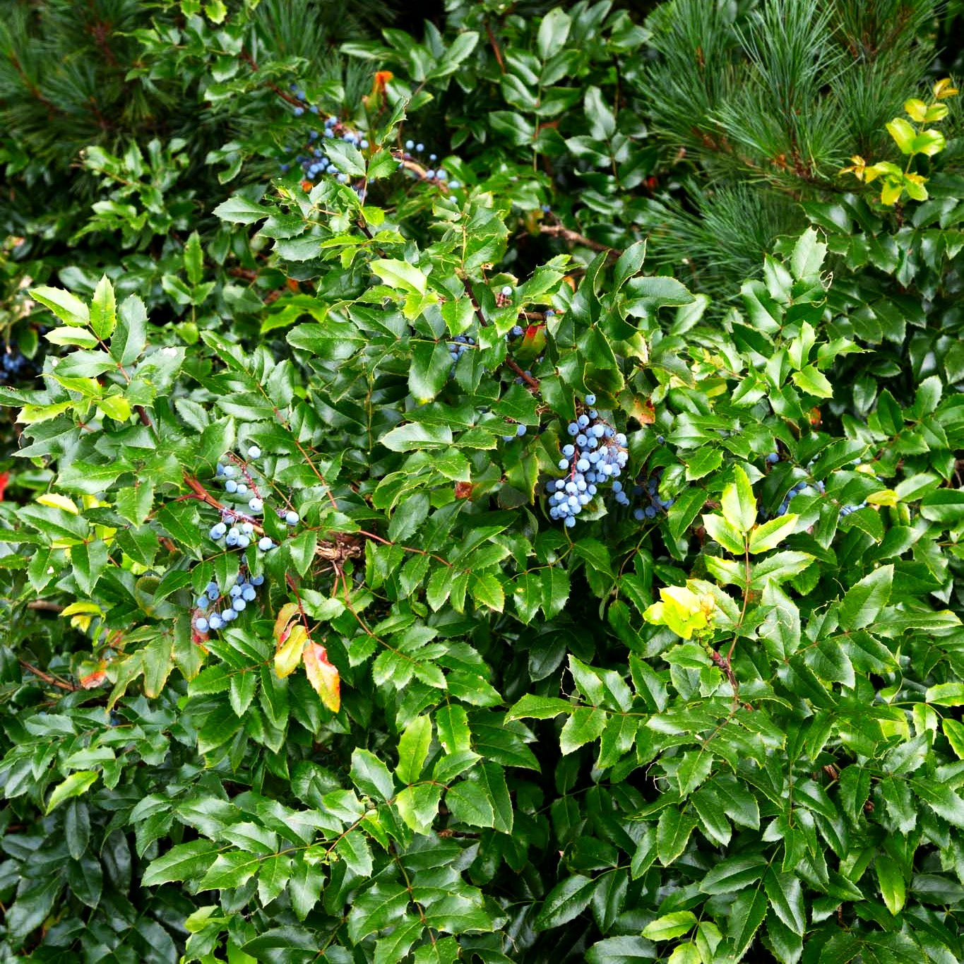 Mahonie (Mahonia aquifolium)
