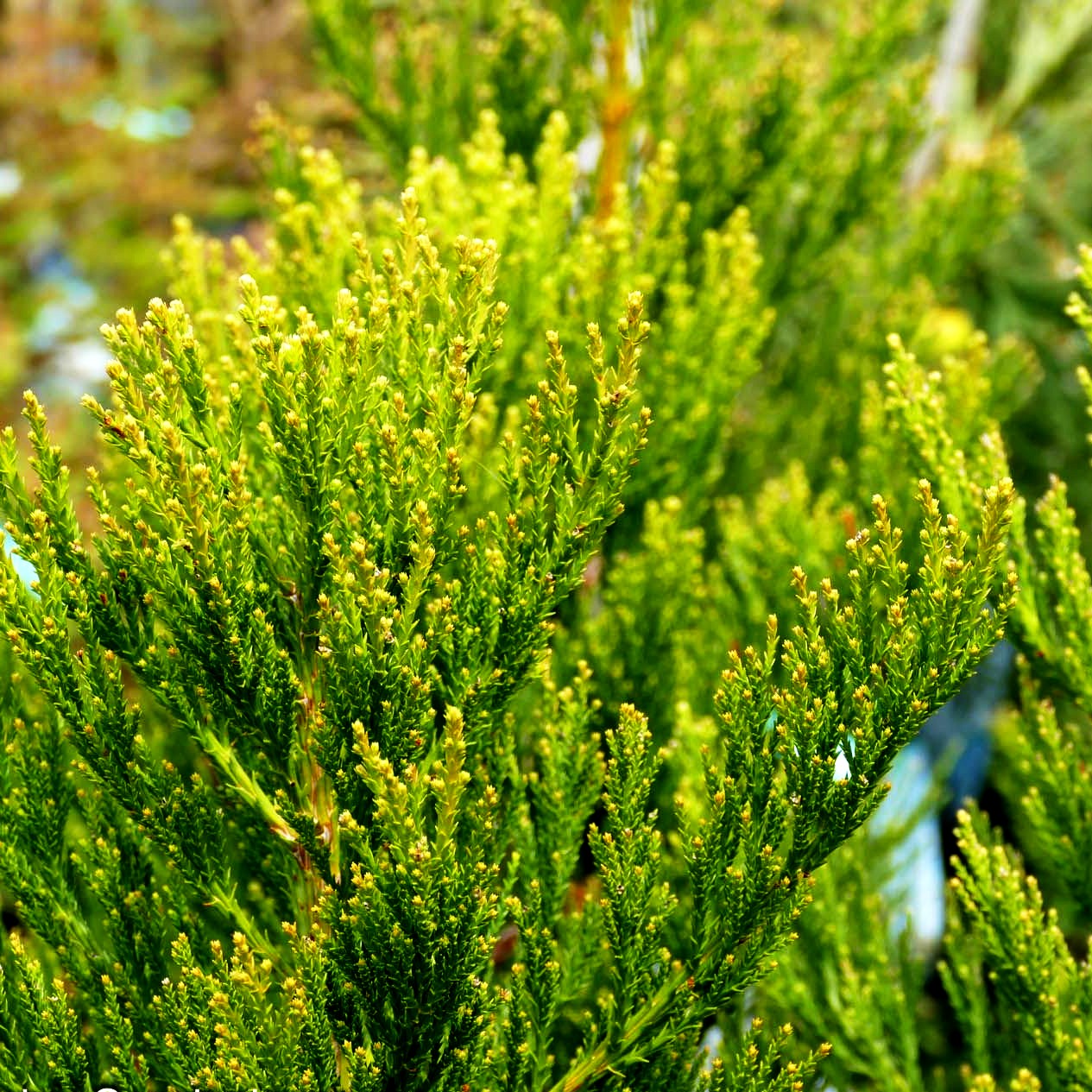 Mammutbaum 'Greenpeace' (Sequoiadendron gigant.)