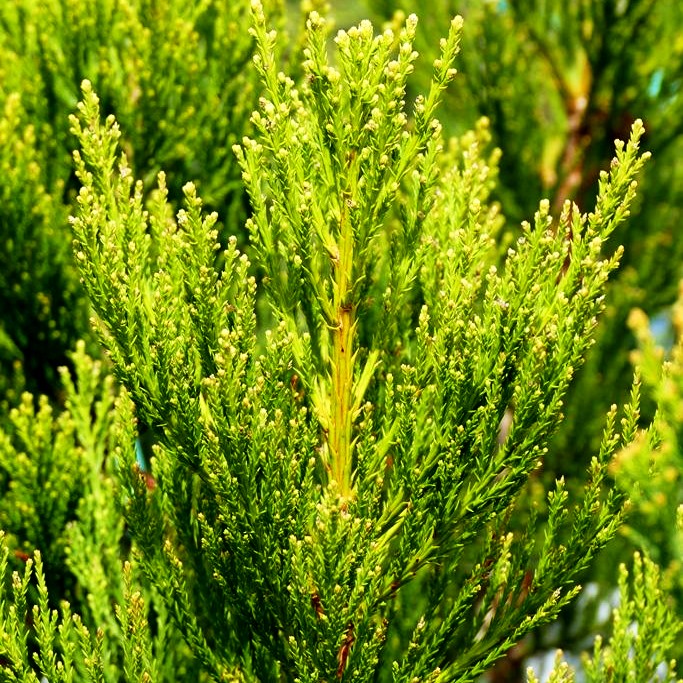 Mammutbaum 'Greenpeace' (Sequoiadendron gigant.)