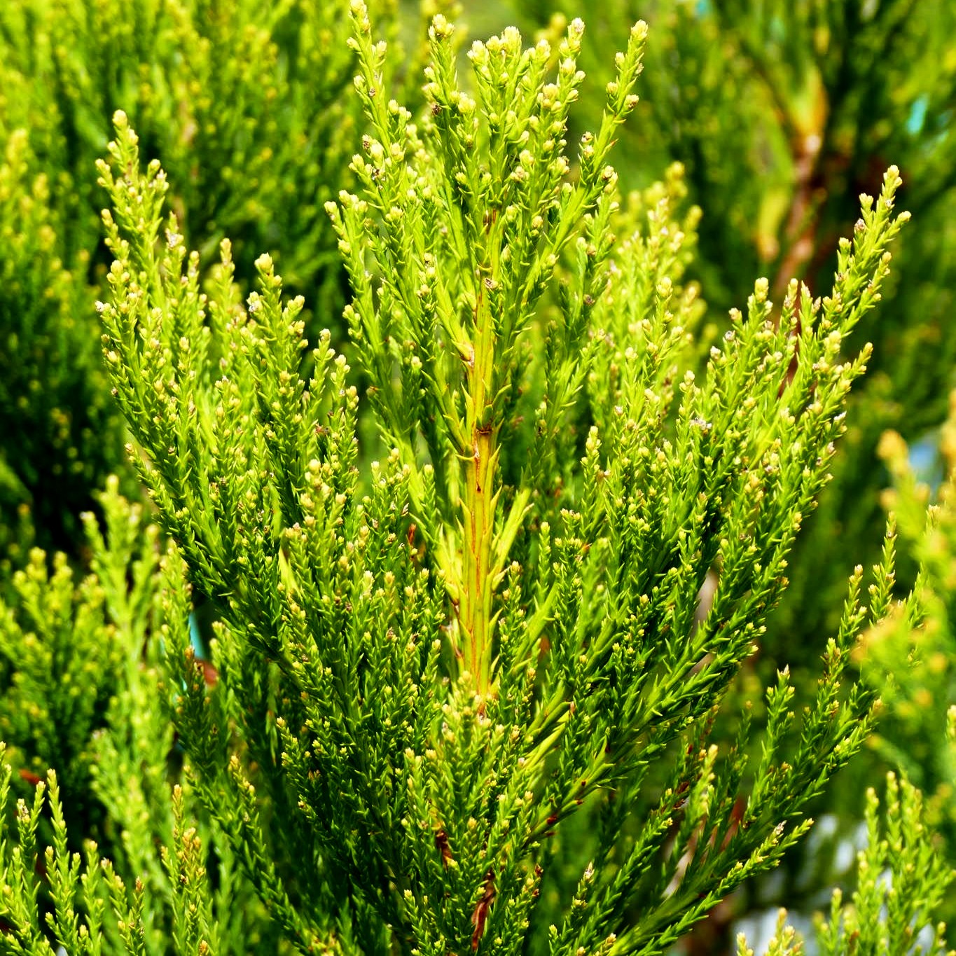 Mammutbaum 'Greenpeace' (Sequoiadendron gigant.)