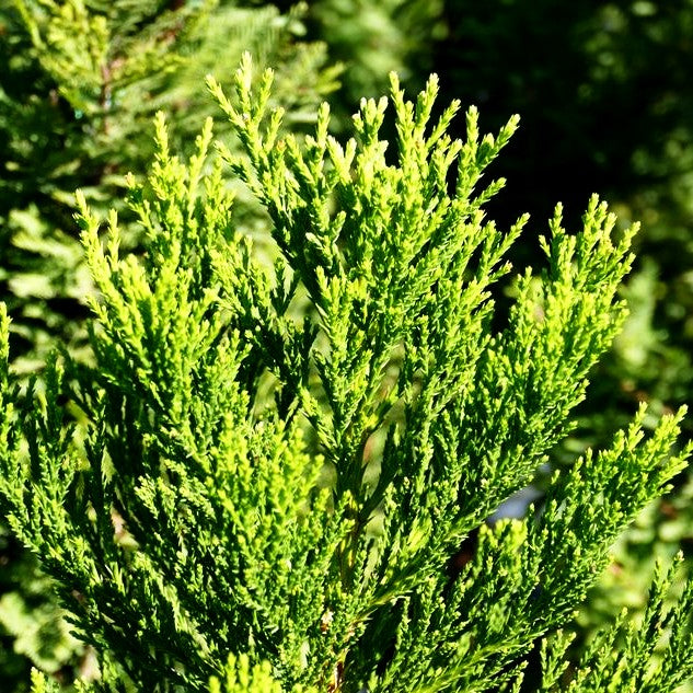 Mammutbaum 'Greenpeace' (Sequoiadendron gigant.)