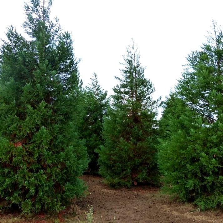 Mammutbaum (Sequoiadendron giganteum)