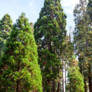 Mammutbaum (Sequoiadendron giganteum)