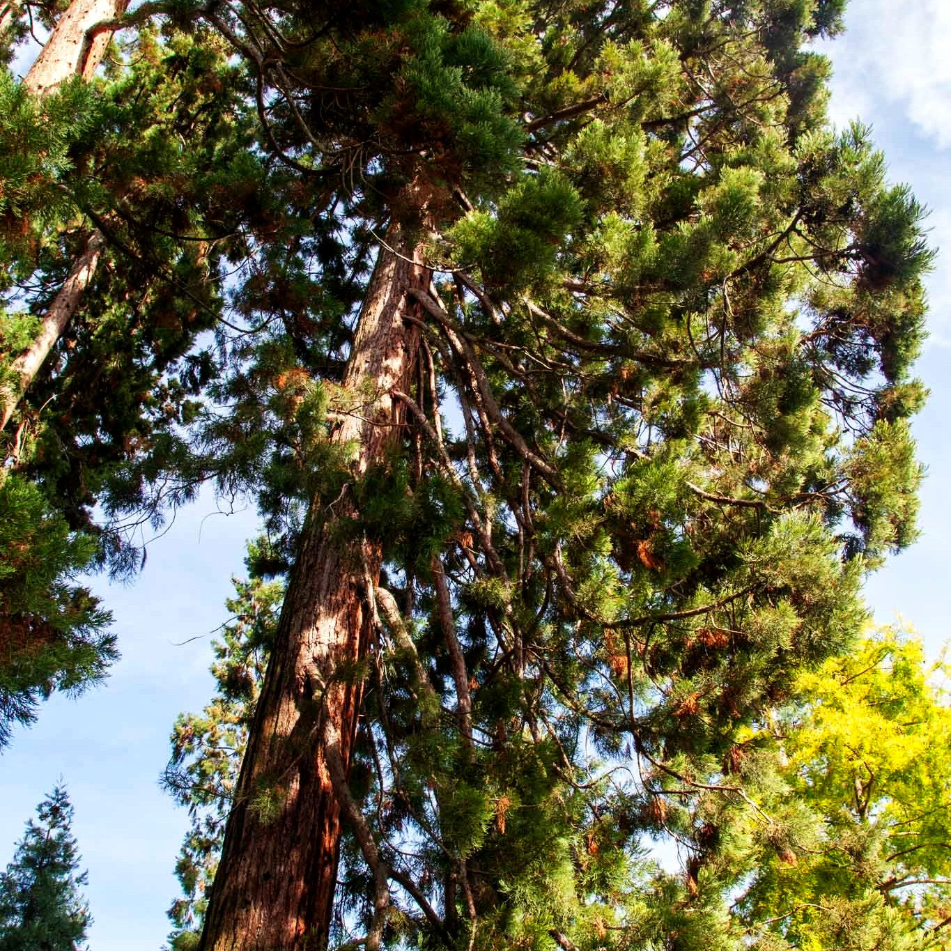 Mammutbaum (Sequoiadendron giganteum)