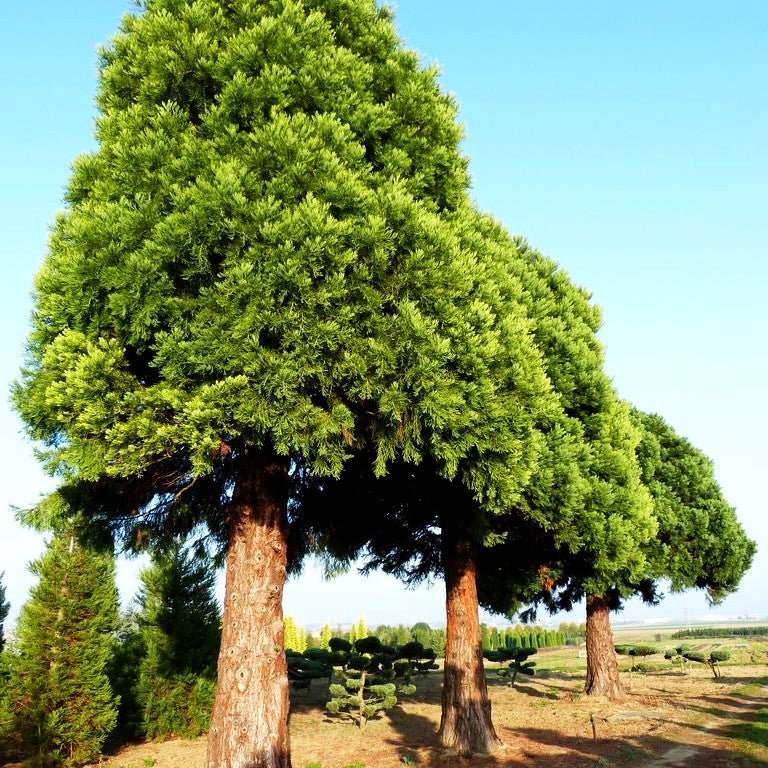 Mammutbaum (Sequoiadendron giganteum)