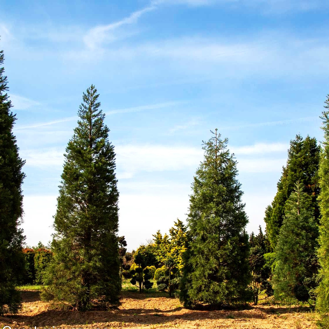 Mammutbaum (Sequoiadendron giganteum)