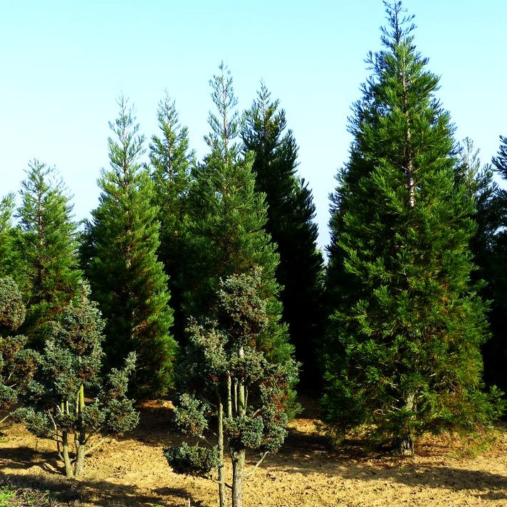 Mammutbaum (Sequoiadendron giganteum)