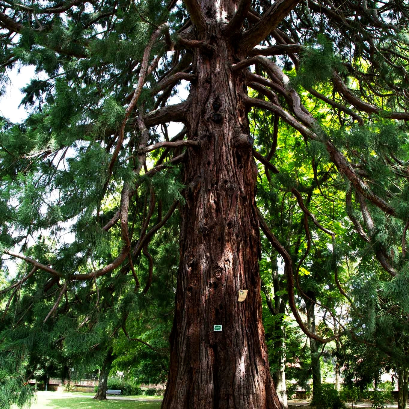 Mammutbaum (Sequoiadendron giganteum)
