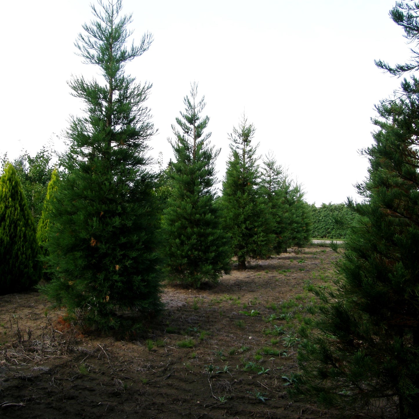 Mammutbaum (Sequoiadendron giganteum)