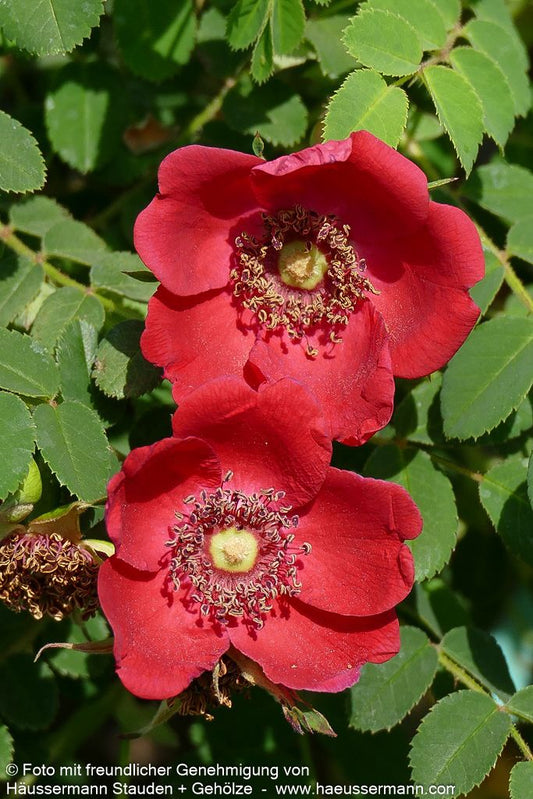 Mandarin-Rose (Rosa moyesii STR IV)