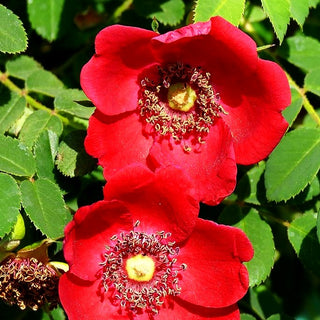 Mandarin-Rose (Rosa moyesii STR IV)