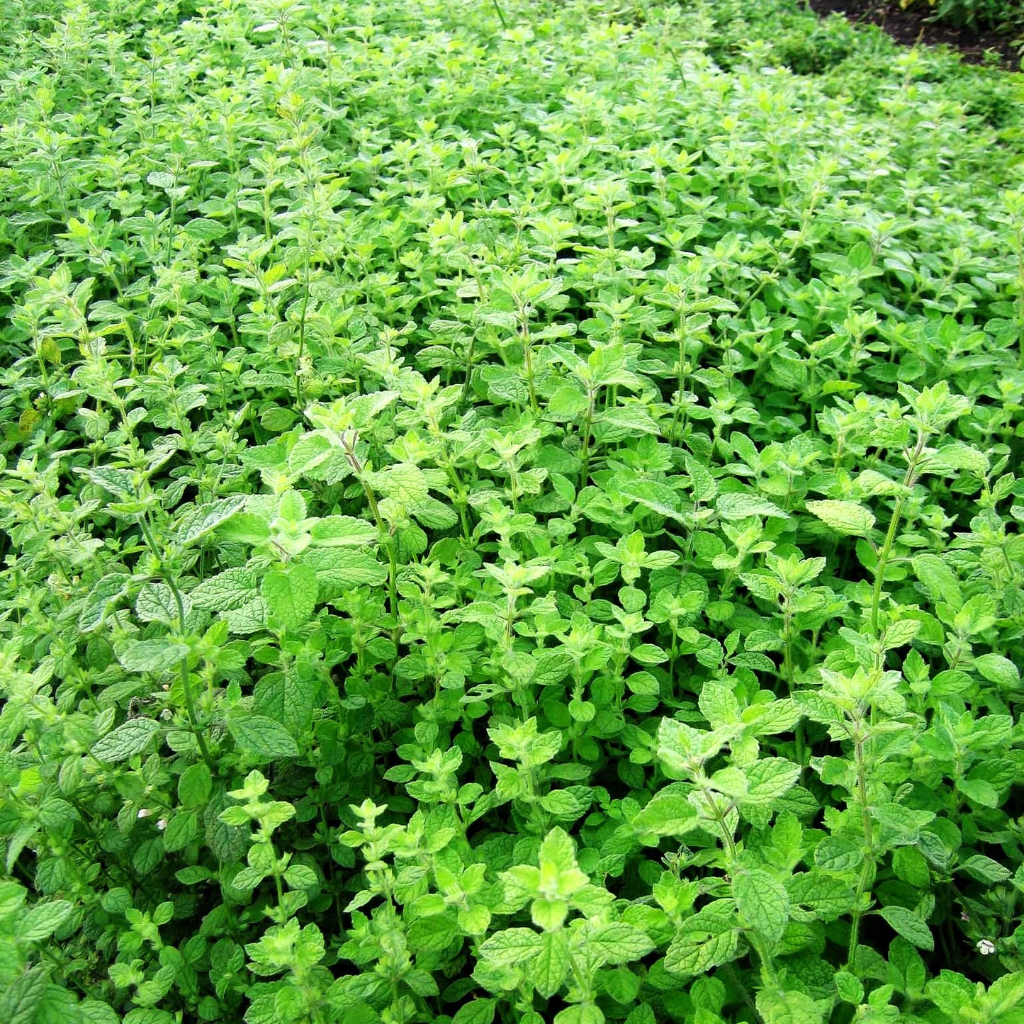 Mandarinen-Melisse (Melissa officinalis ssp.altissima)