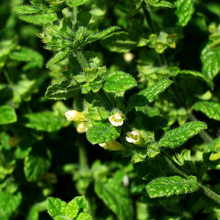 Mandarinen-Melisse (Melissa officinalis ssp.altissima)