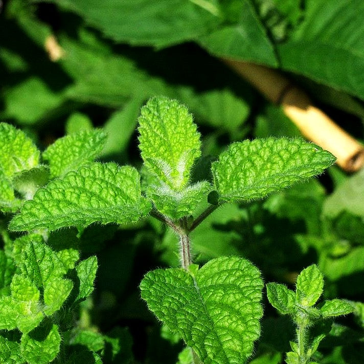 Mandarinen-Melisse (Melissa officinalis ssp.altissima)