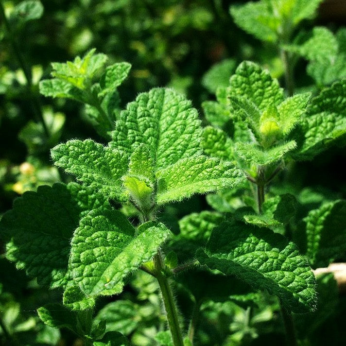 Mandarinen-Melisse (Melissa officinalis ssp.altissima)