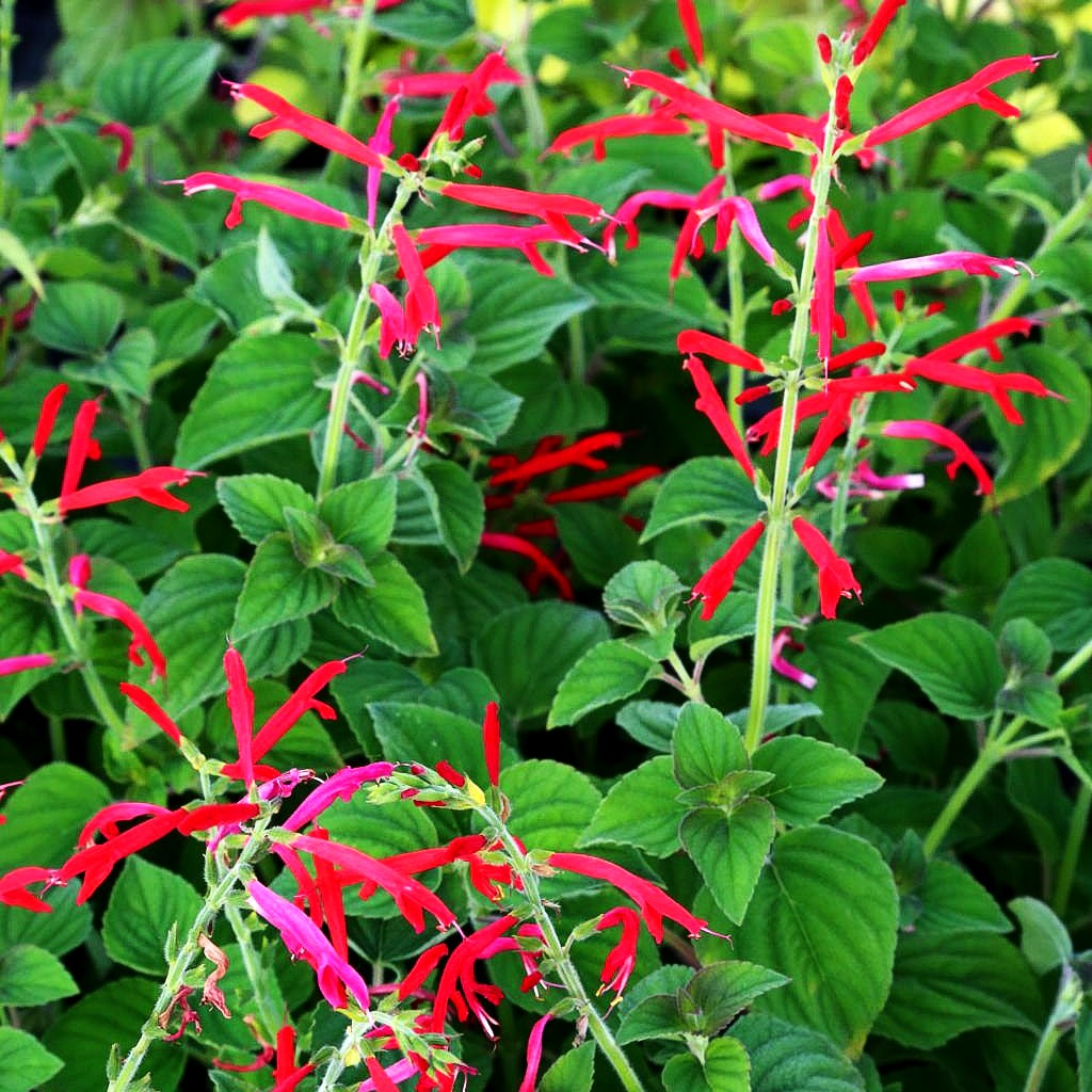 Mandarinen-Salbei 'Scarlet Tangerine' (Salvia elegans)