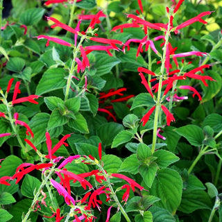 Mandarinen-Salbei 'Scarlet Tangerine' (Salvia elegans)
