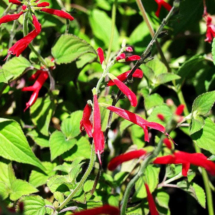 Mandarinen-Salbei 'Scarlet Tangerine' (Salvia elegans)