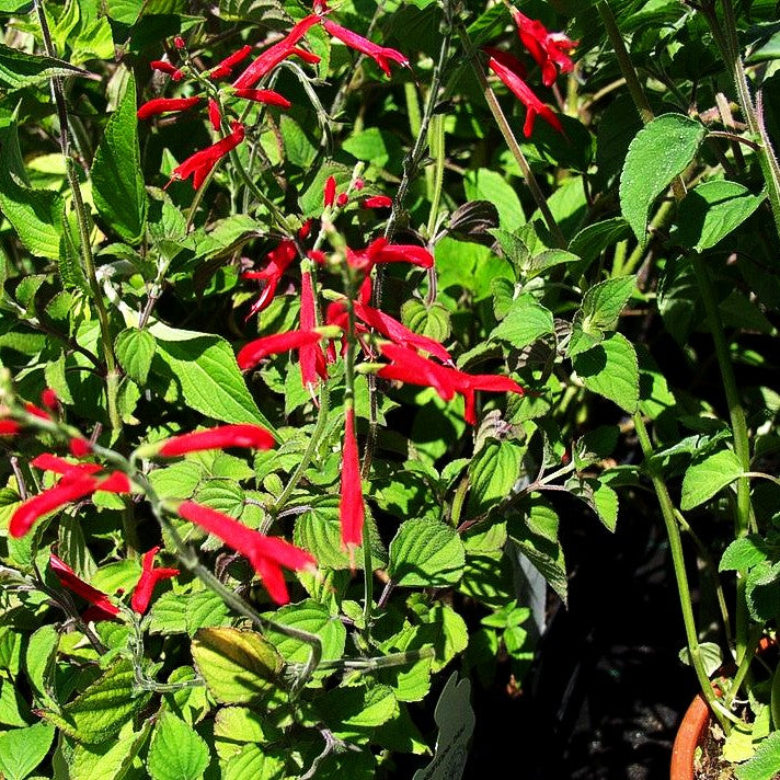 Mandarinen-Salbei 'Scarlet Tangerine' (Salvia elegans)