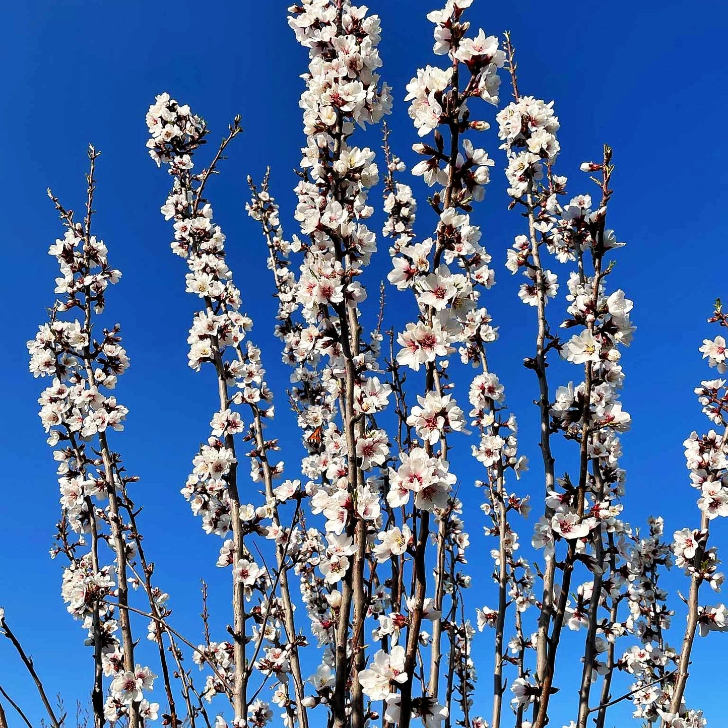 Mandel 'Molini' (Prunus amy.)