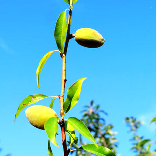 Mandel (Prunus amygdalus)