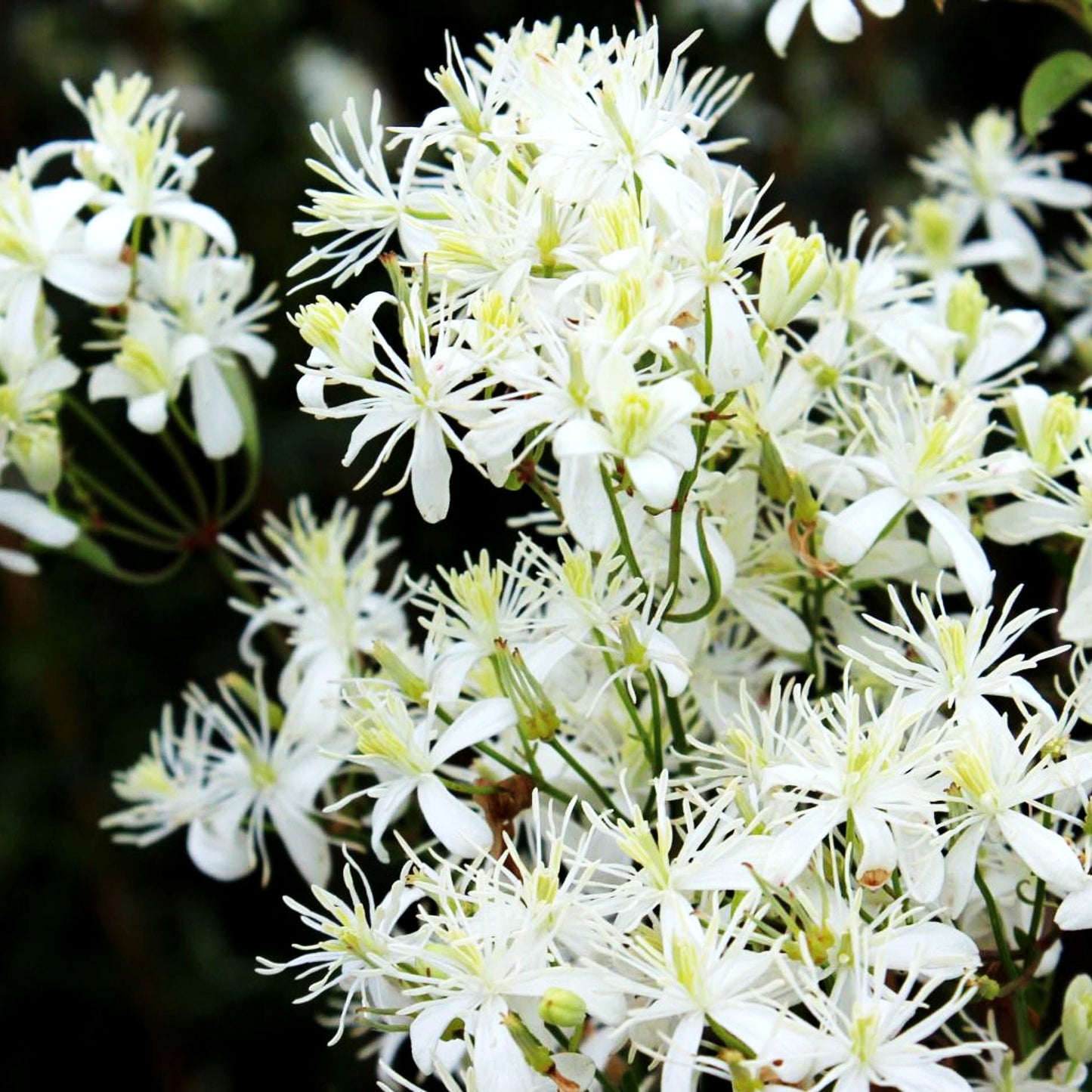 Mandel-Waldrebe (Clematis flammula)