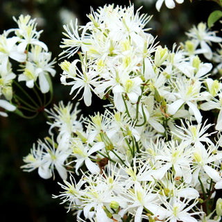 Mandel-Waldrebe (Clematis flammula)