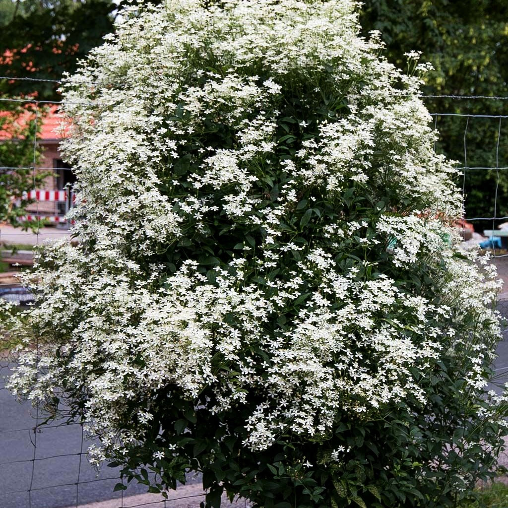 Mandel-Waldrebe (Clematis flammula)